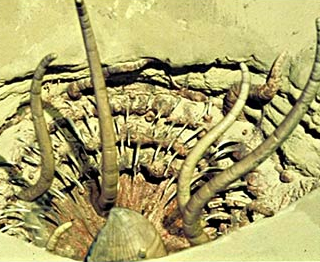 Datei:Grube Carkoon Sarlacc.jpg