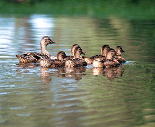 Datei:Enten.jpg